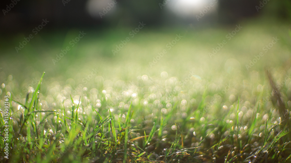 Dewy grass background that looks fresh and natural in the morning Dewy grass background that looks fresh and natural in the morning