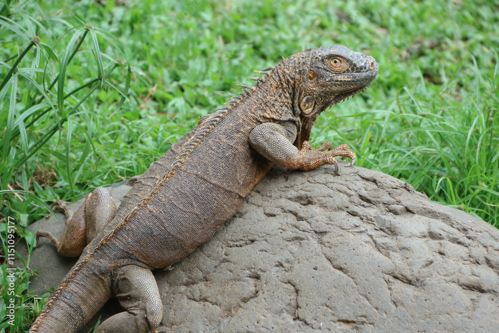 The green iguana, also known as the American iguana or the common green iguana, is a large, arboreal, mostly herbivorous species of lizard of the genus Iguana. The green iguana, also known as the American iguana or the common green iguana, is a large, arboreal, mostly herbivorous species of lizard of the genus Iguana.