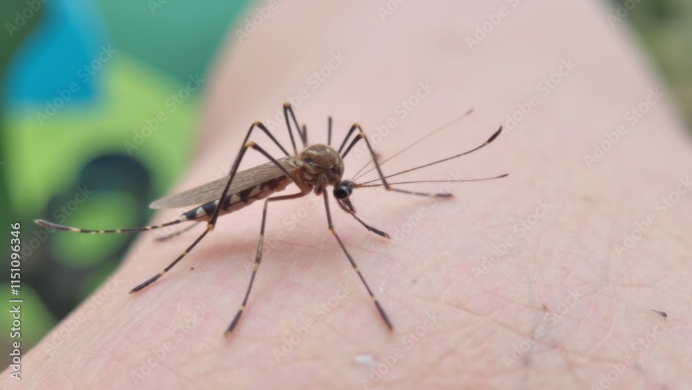nasty insect mosquito sitting on her hand and drinks the blood of the pierced skin nasty insect mosquito sitting on her hand and drinks the blood of the pierced skin