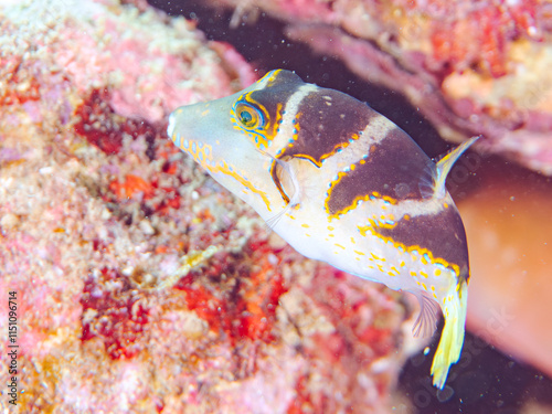 美しいハナキンチャクフグ（フグ科）他。
英名学名：Crown Toby (Canthigaster axiologus)
静岡県伊豆半島賀茂郡南伊豆町中木ヒリゾ浜2024年
 photo