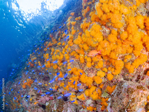 Wallpaper Mural イボヤギ群生とキンギョハナダイ、ソラスズメダイ、オヤビッチャ他群れ
英名学名：Sea Goldie, Pseudanthias squamipinnis
Heavenly Damselfish, Pomacentrus coelestis
Sergeant Major, Abudefduf vaigiensis 
Orange Cup Coral, Tubastraea foulkneri
ヒリゾ Torontodigital.ca