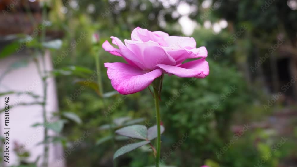A beautiful blooming pink roses on the tree Beautiful delicate picturesque bush blooming roses on a winter day in the garden A beautiful blooming pink roses on the tree Beautiful delicate picturesque bush blooming roses on a winter day in the garden