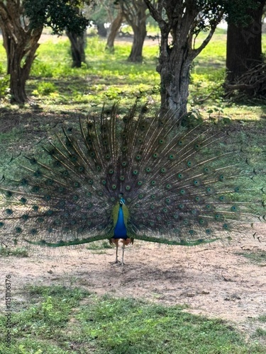 Majestic Peacock Displaying Vibrant Feathers in Forest - Wildlife Photography, Colorful Bird, Nature Scene, Tropical Forest Habitat, Exotic Animal Beauty, Peacock Plumage, Green and Blue Feathers