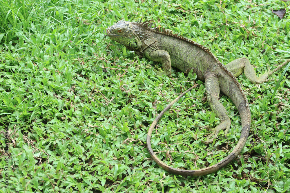 The green iguana, also known as the American iguana or the common green iguana, is a large, arboreal, mostly herbivorous species of lizard of the genus Iguana. The green iguana, also known as the American iguana or the common green iguana, is a large, arboreal, mostly herbivorous species of lizard of the genus Iguana.