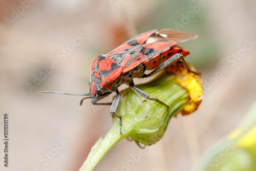 Seed bug, Spilostethus pandurus, posed at the top of a flower on a sunny day photo