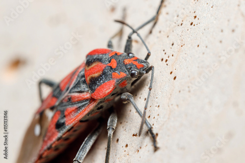 Seed bug, Spilostethus pandurus, posed ona concrete wall on a sunny day photo