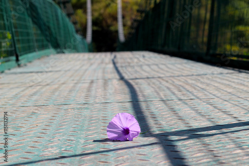 a purple ipomoea cairica flower in the foot bridge photo