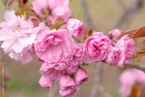 Cherry blossoms on branch with dark pink petals