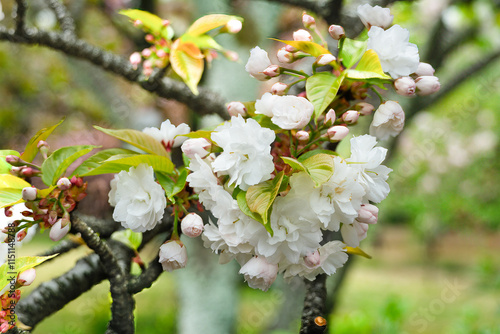 Apple blossoms with white petals on branch