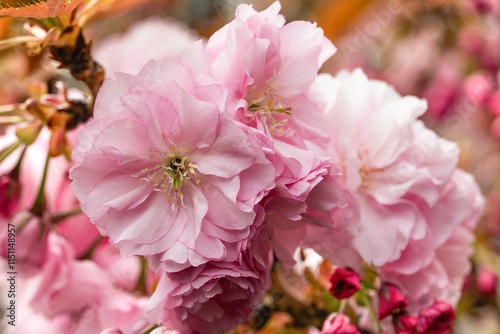 Closeup of cherry blossoms on branch with pink petals