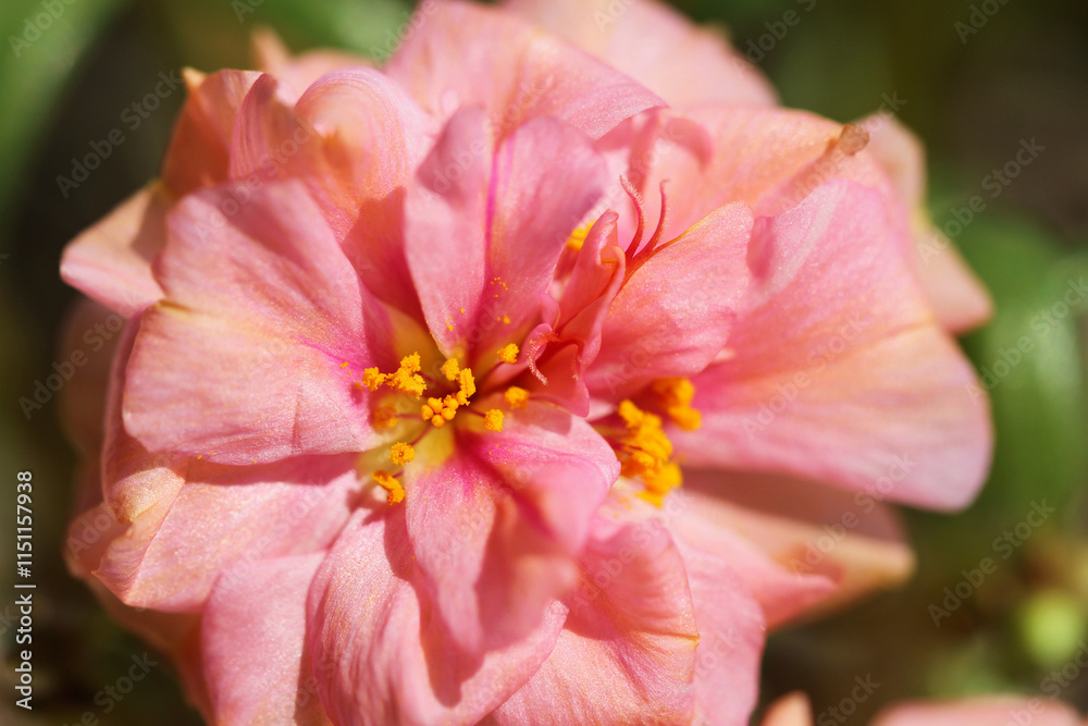 Obraz premium pink flower closeup