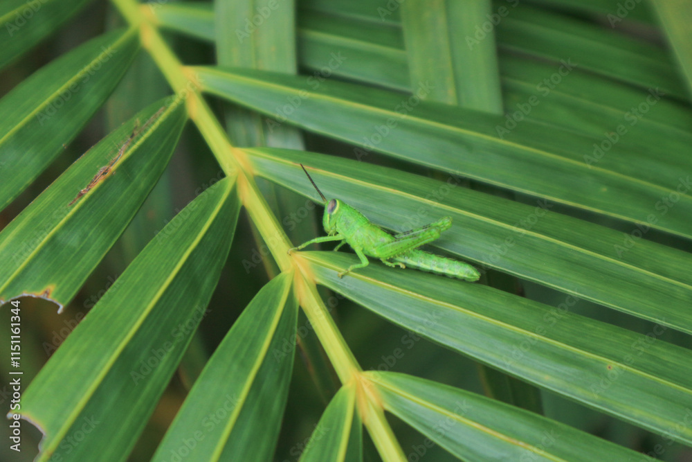 Green grasshopper herbivorous insects from the suborder Caelifera in the order orthoptera