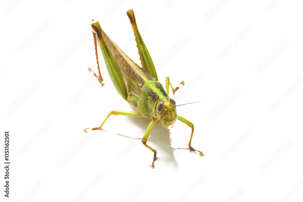 Green grasshopper herbivorous insects from the suborder Caelifera in the order orthoptera Green grasshopper herbivorous insects from the suborder Caelifera in the order orthoptera