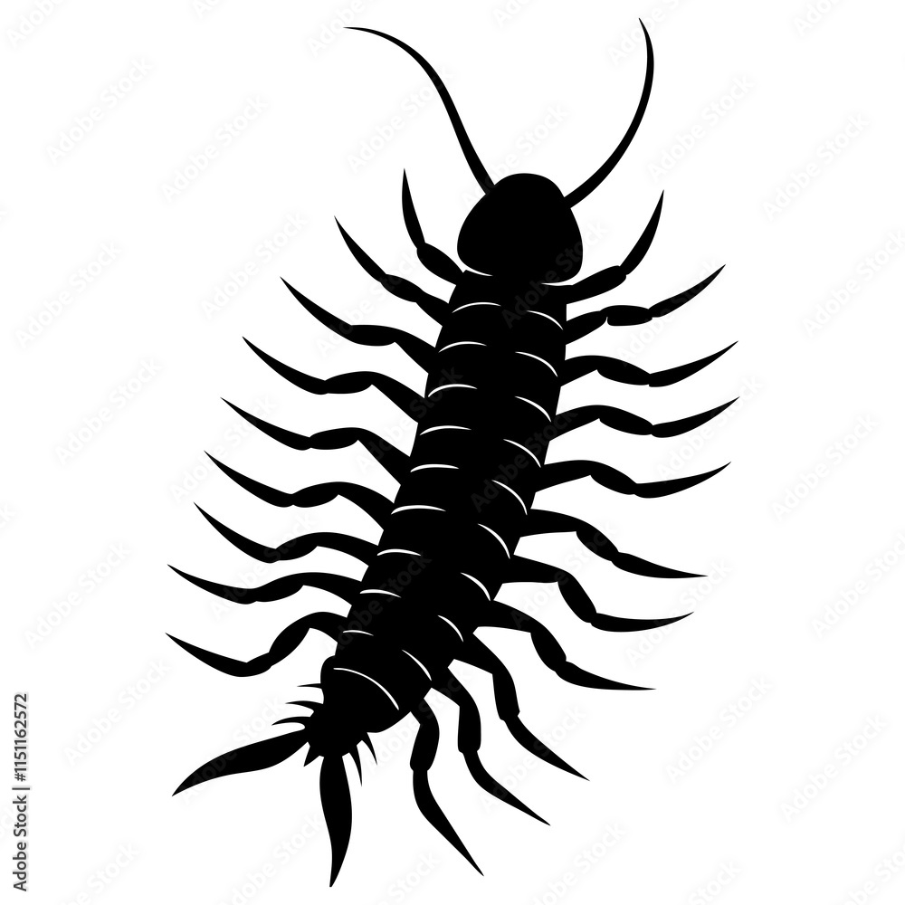 Centipede Silhouette vector illustration Centipede Silhouette vector illustration