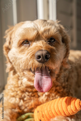 Happy Cockapoo, Cockapoo Portrait, Doodle In The Sun, Cockapoo In The Sun, Cocker Spaniel Pet Photography, Poodle Mix