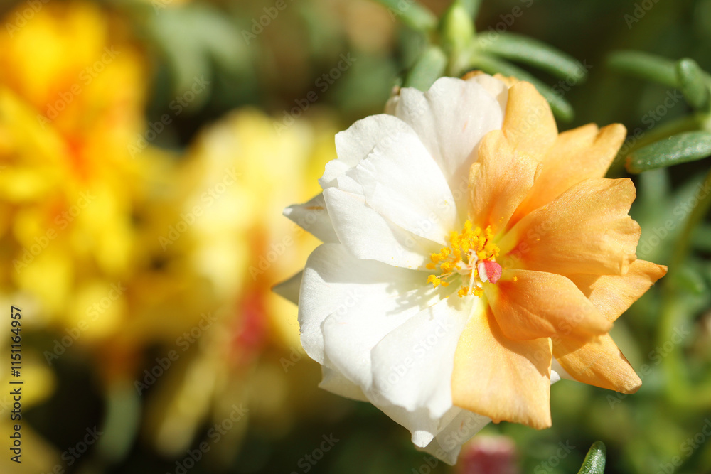 Fototapeta premium yellow flower in the garden