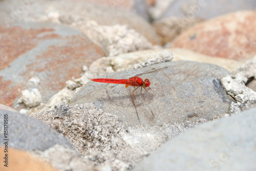 Red dragonflies, also known as Scarlet Percher dragonflies, or Jarloomboo to the Gooniyandi (Sympetrum) photo