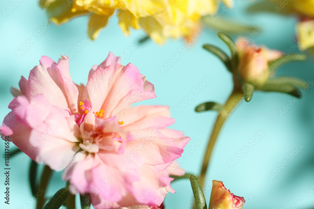 Fototapeta premium pink flowers closeup on blue background