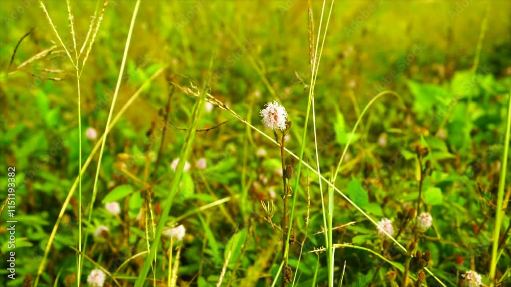 A serene meadow with grass flowers illuminated by the soft, warm light of an evening sunset. The golden glow enhances the tranquil and picturesque atmosphere, making it ideal for nature. A serene meadow with grass flowers illuminated by the soft, warm light of an evening sunset. The golden glow enhances the tranquil and picturesque atmosphere, making it ideal for nature.