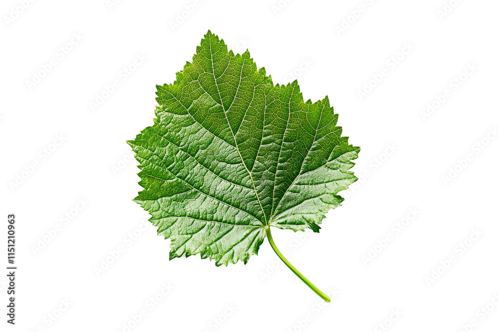 Fototapeta premium Green leaf isolated on transparent background.