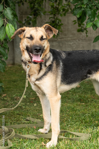 Unchain a Dog Month. Happy german shepherd mix standing on grass under tree shade photo