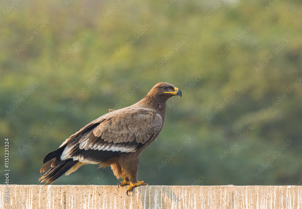 Obraz premium Steppe Eagle 