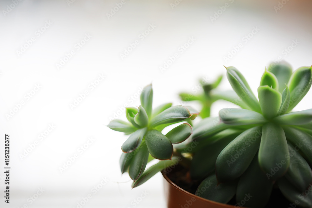 Fototapeta premium Close-Up of Green Succulent Plant in Pot with Soft Focus Background