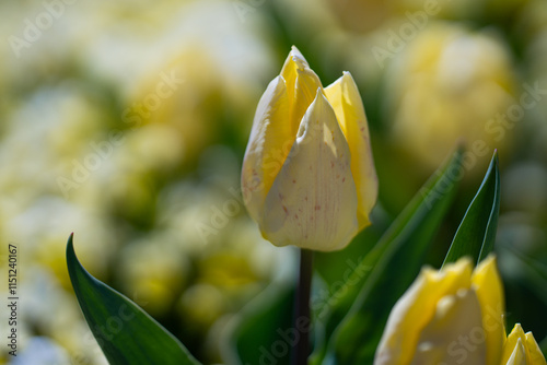 Spring garden. Beautiful yellow tulip flowers on spring nature. Close-up of closely bundled tulips. Tulip field. Spring tulip. Yellow tulips flowers in spring garden. Yellow blossom.