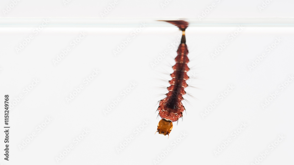 Obraz premium Close-up of toxorhynchites Mosquito Larva Hanging on Water Surface - Ideal for biology research, educational content on mosquito life cycles, and public health awareness.