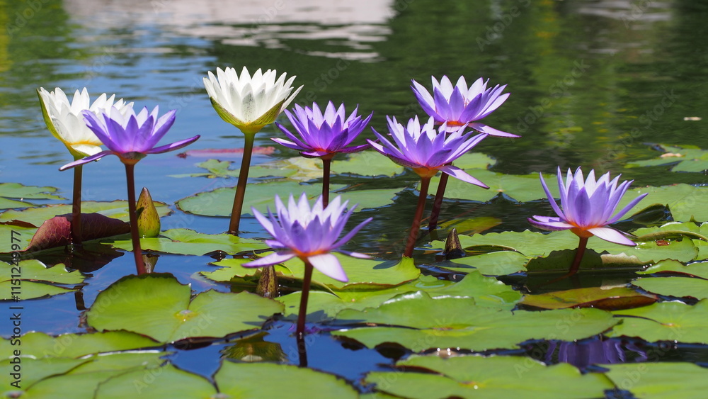 A serene pond scene featuring vibrant purple and white water lilies blooming above green lily pads, with a reflective water surface under natural daylight. A serene pond scene featuring vibrant purple and white water lilies blooming above green lily pads, with a reflective water surface under natural daylight.