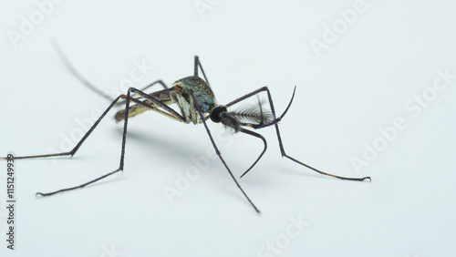 Canvas Print Close-Up Macro Shot of a Toxorhynchites Mosquito with Detailed Antennae and Wing