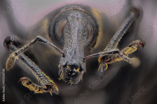 Portrait of the beetle Hylobius abietis, Extreme macro magnification photo