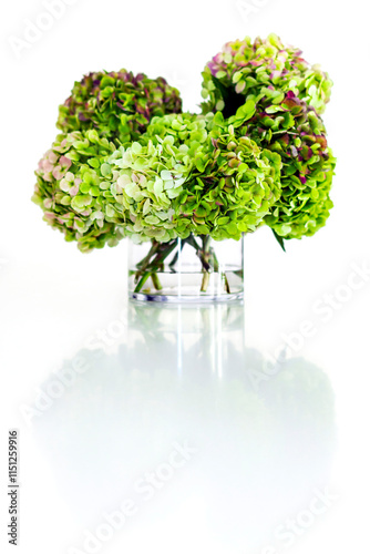 White Background Plants and Flowers 7