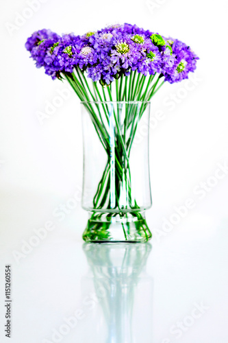 White Background Flowers 4