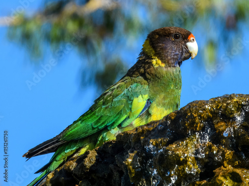 28 Ringneck Parrot (Barnardius zonarius semitorquatus) in Australia photo