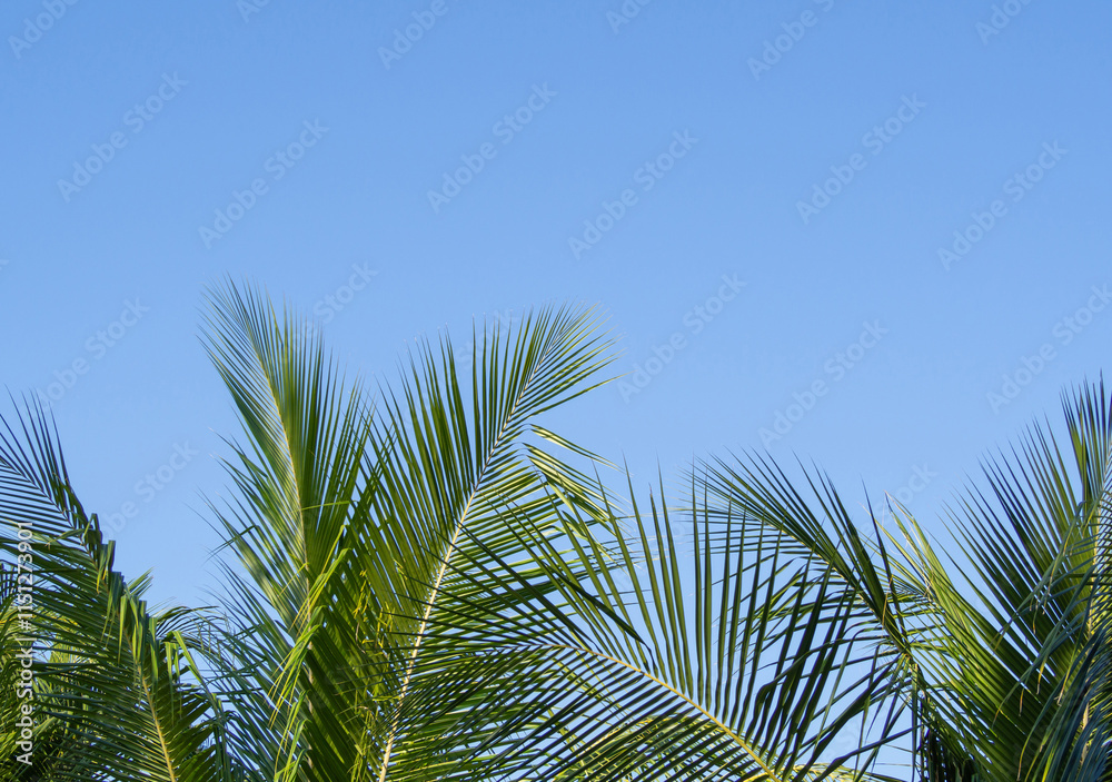 blue sky background with Cloudless and coconut leaves and copy space blue sky background with Cloudless and coconut leaves and copy space