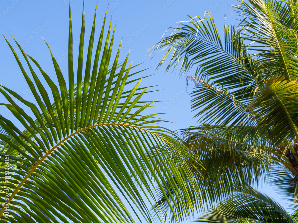 blue sky background with Cloudless and coconut leaves and copy space blue sky background with Cloudless and coconut leaves and copy space