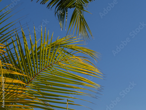 blue sky background with Cloudless and palm leaves and copy space photo