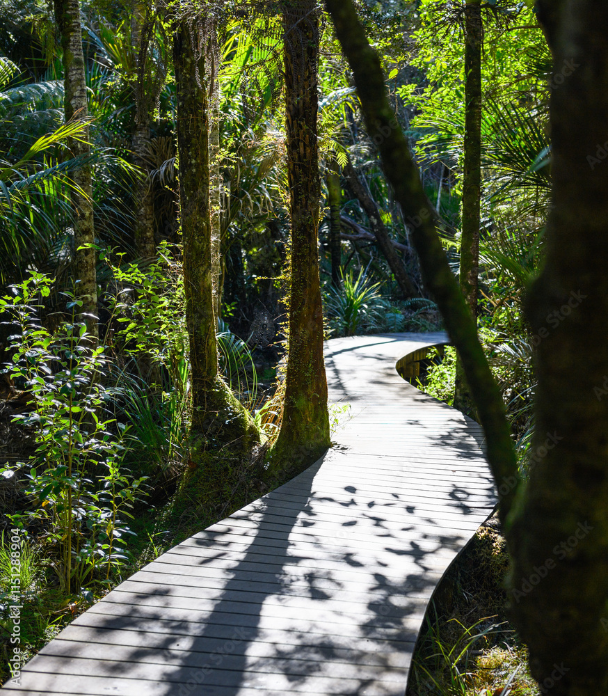 Boardwalk in the forest. Kitekite Falls Track. Waitakere Ranges Regional Park. Auckland.