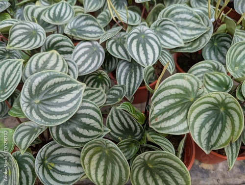 Close up on striped silver and green leaves of watermelon peperomia (Peperomia argyreia)