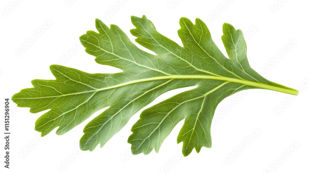 Green Leaf Detail: A single, vibrant green leaf with intricate veins, showcasing the beauty of nature's textures. Perfect for botanical illustrations, organic product branding, and natural designs. Green Leaf Detail: A single, vibrant green leaf with intricate veins, showcasing the beauty of nature's textures. Perfect for botanical illustrations, organic product branding, and natural designs.