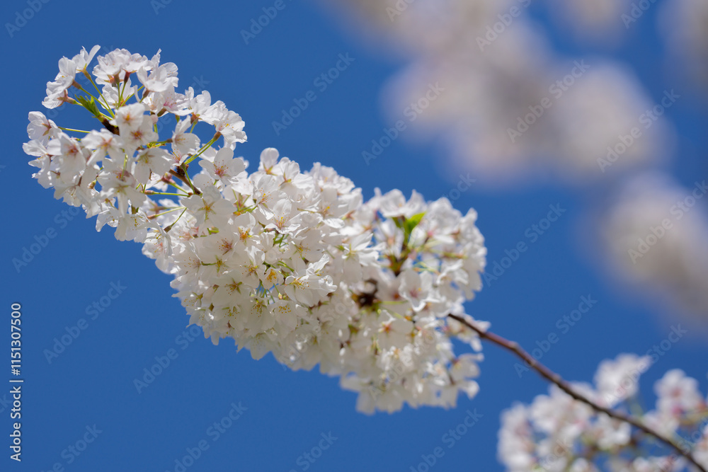 Pear blossom. Cherry tree blossom. White and pink plum tree blossoms in early spring, nature flowers background. Spring branch covered with white flowers. Blooming branch for spring design background. Pear blossom. Cherry tree blossom. White and pink plum tree blossoms in early spring, nature flowers background. Spring branch covered with white flowers. Blooming branch for spring design background.