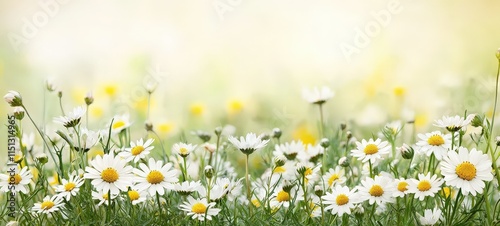 Sustainable flower garden blooming in nature serenity environment close-up view beauty of sustainability