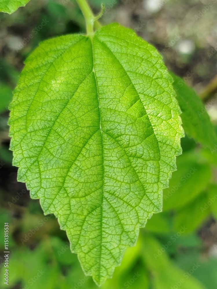 Muntingia calabura leaf Muntingia calabura leaf