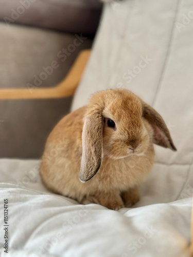 Adorable Little Bunny Enjoying Its Cozy Home