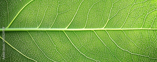 Green foliage concept. Close-up view of a green leaf showcasing intricate vein patterns and vibrant colors.