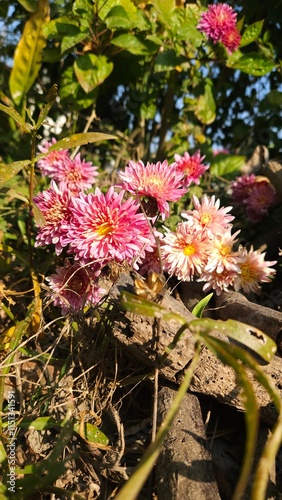 flowers in the garden, 	
pink flowers in the garden,Chrysanthemum, Mum, Florists' Chrysanthemum, Dendranthema X grandiflorum, Guldaudi, godawari phool, beautiful flower .	
 photo