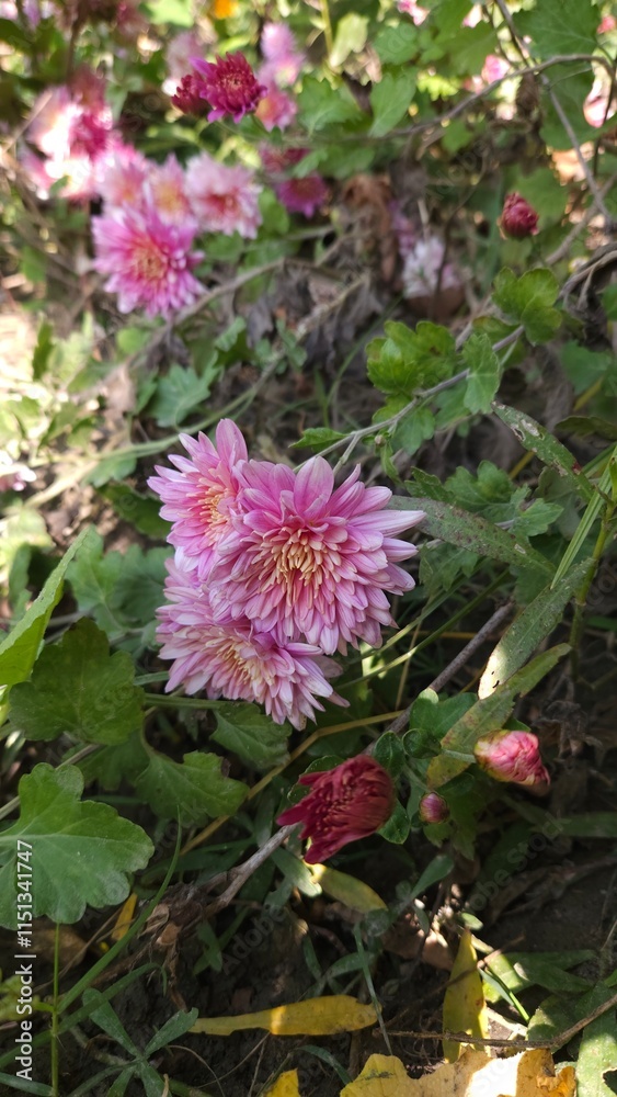 pink flower,
pink flowers in the garden,Chrysanthemum, Mum, Florists' Chrysanthemum, Dendranthema X grandiflorum, Guldaudi, godawari phool, beautiful flower .
pink flower,
pink flowers in the garden,Chrysanthemum, Mum, Florists' Chrysanthemum, Dendranthema X grandiflorum, Guldaudi, godawari phool, beautiful flower .