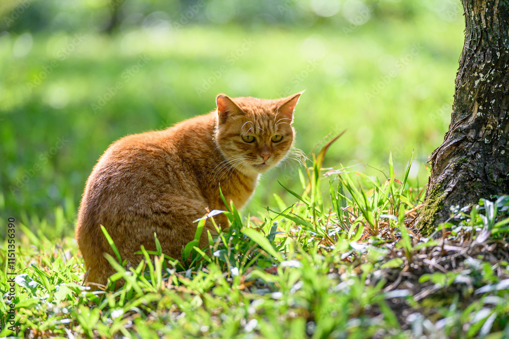 The Cat sitting on grass