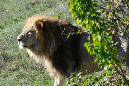 Lion, Wildlife, Africa - Majestic male lion standing in tall grass under a bush. photo